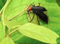 Epicauta mannerheimi