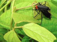 Epicauta mannerheimi