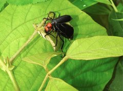 Epicauta mannerheimi