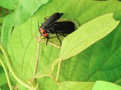 Epicauta mannerheimi