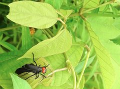 Epicauta mannerheimi