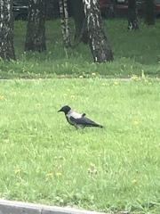 Corvus cornix