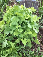 Heuchera richardsonii