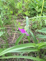 Tradescantia bracteata