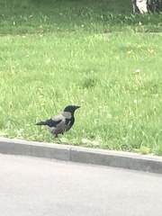 Corvus cornix