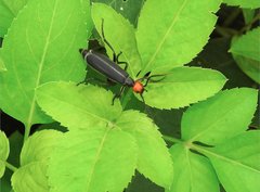 Epicauta mannerheimi