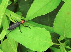 Epicauta mannerheimi