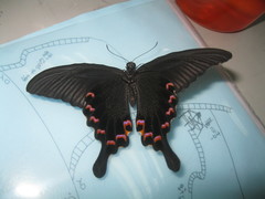 Papilio bianor thrasymedes