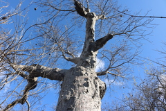 Adansonia madagascariensis