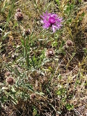 Centaurea