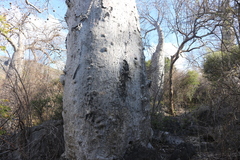 Adansonia madagascariensis