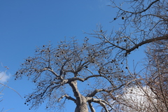 Adansonia madagascariensis