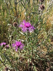 Centaurea