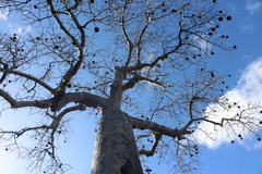 Adansonia madagascariensis