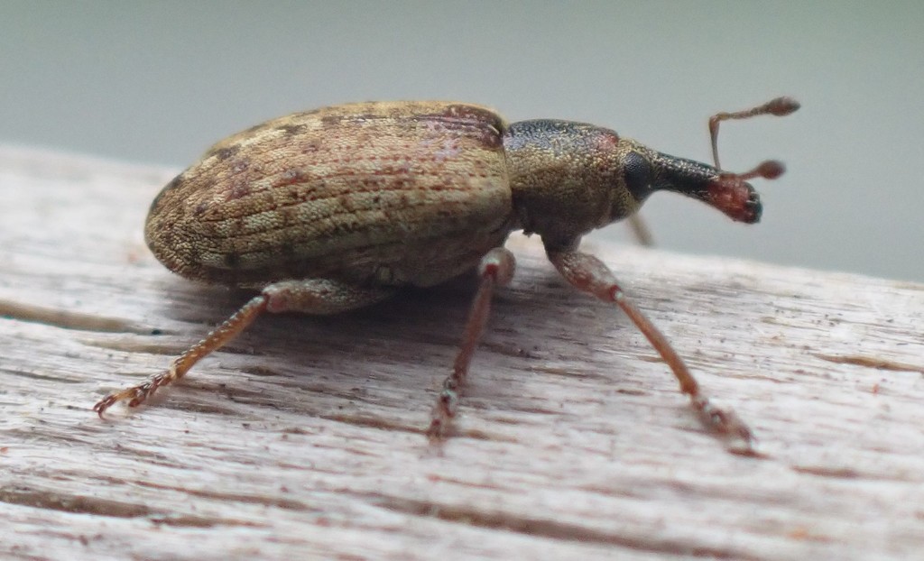 Hypera compta