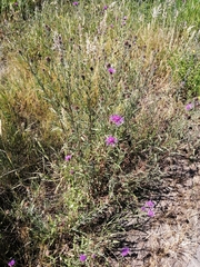 Centaurea