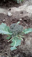 Brassica oleracea italica