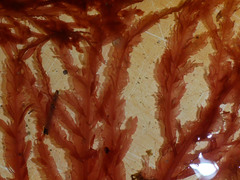 Cumathamnion decipiens