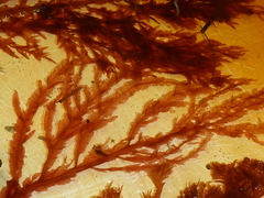 Cumathamnion decipiens