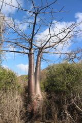 Adansonia suarezensis image