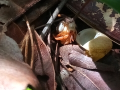 Eutrochatella virginea