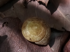 Eutrochatella virginea