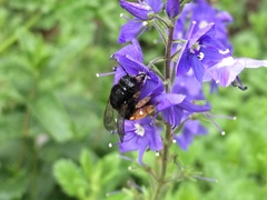 Melitta haemorrhoidalis