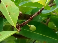 Erythroxylum areolatum