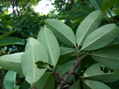 Erythroxylum areolatum
