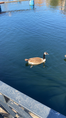 Branta canadensis