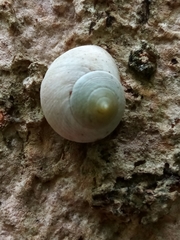 Eutrochatella virginea