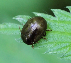 Chrysolina staphylaea