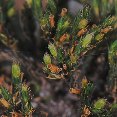 Orthotrichum bolanderi
