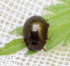 Chrysolina staphylaea