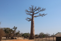 Adansonia
