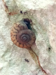 Plagioptycha strumosa