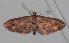 Eupithecia graefii