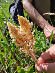 Orobanche picridis