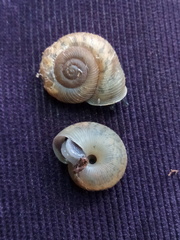 Plagioptycha strumosa