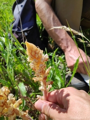 Orobanche picridis