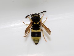 Euodynerus curictensis