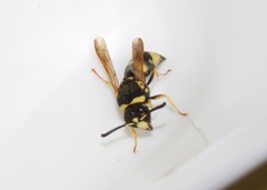 Euodynerus curictensis