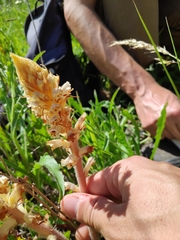 Orobanche picridis