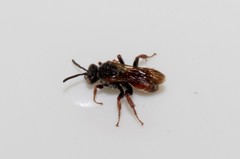 Pasites maculatus