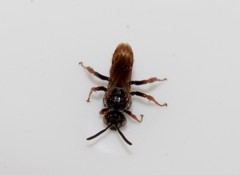Pasites maculatus