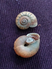 Plagioptycha strumosa