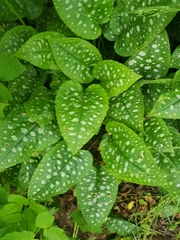 Pulmonaria saccharata
