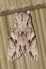 Egira crucialis
