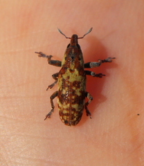 Hypolixus flavicornis