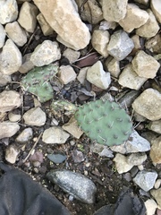 Opuntia cespitosa